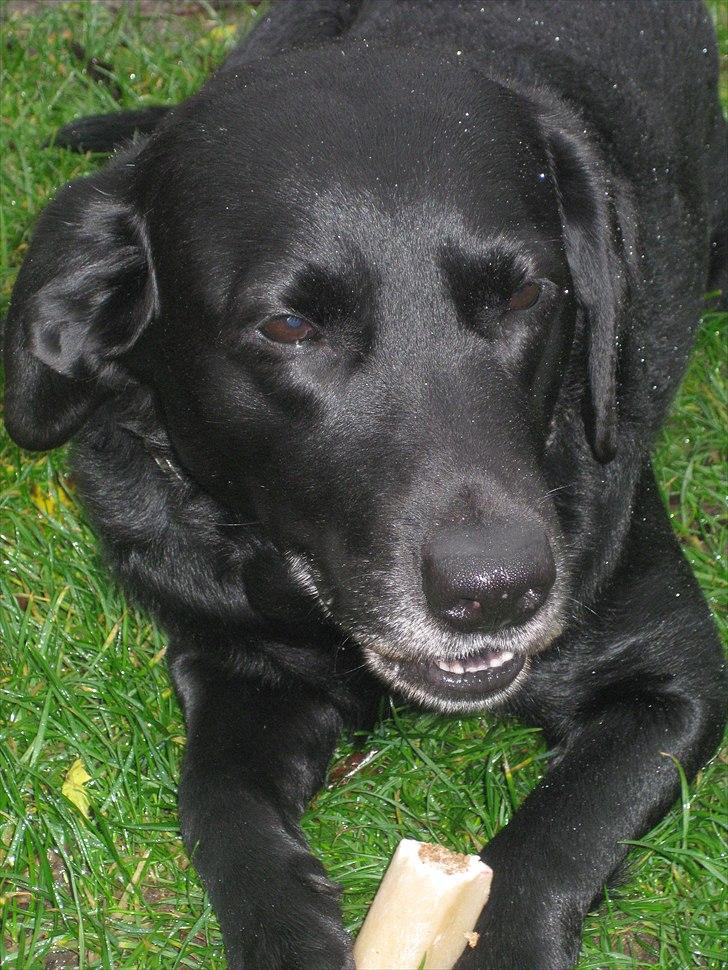 Labrador retriever anton billede 17