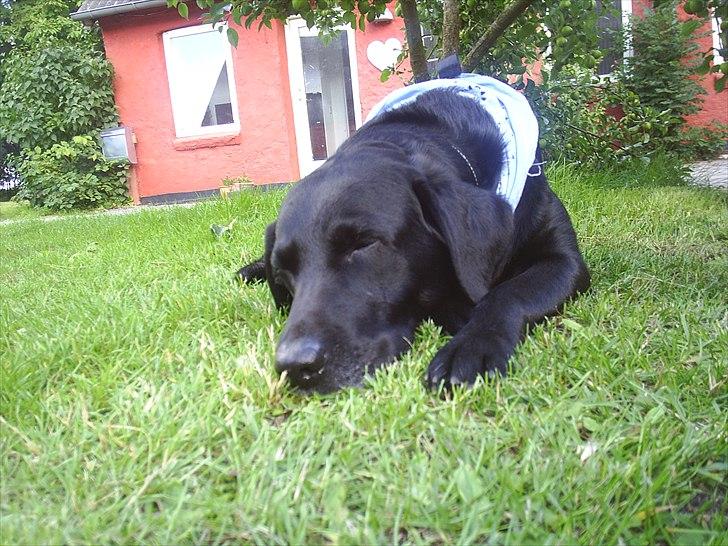 Labrador retriever anton billede 18