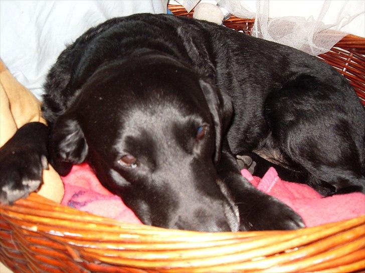 Labrador retriever anton billede 19