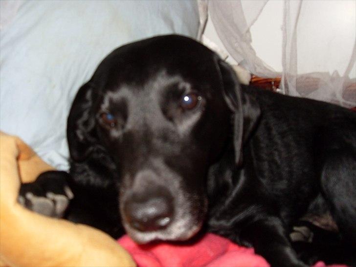 Labrador retriever anton billede 20