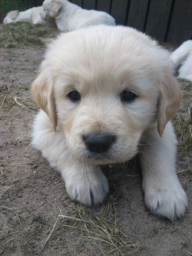 Golden retriever krumme billede 5