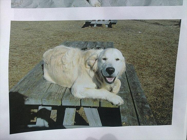 Golden retriever krumme - far hund Bono billede 14