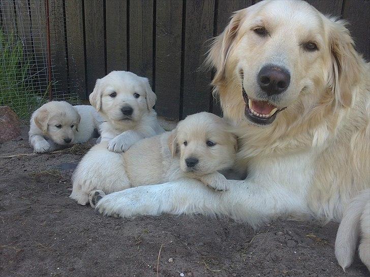 Golden retriever krumme - lille krumme ligger mellem poterne på sin mor nanok  billede 13