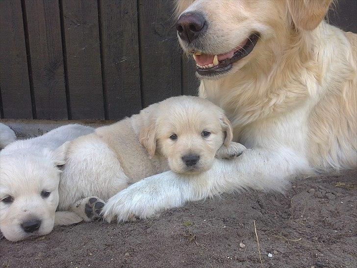 Golden retriever krumme billede 10