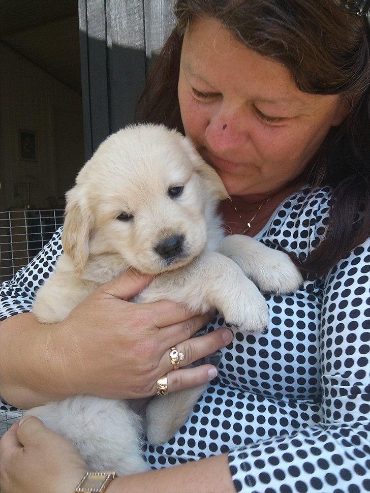 Golden retriever krumme - krumme sider hos sin mormor billede 11