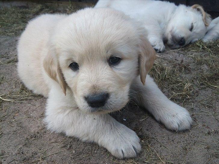 Golden retriever krumme billede 8