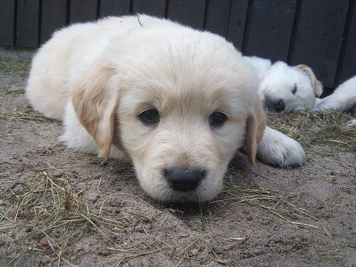 Golden retriever krumme billede 7