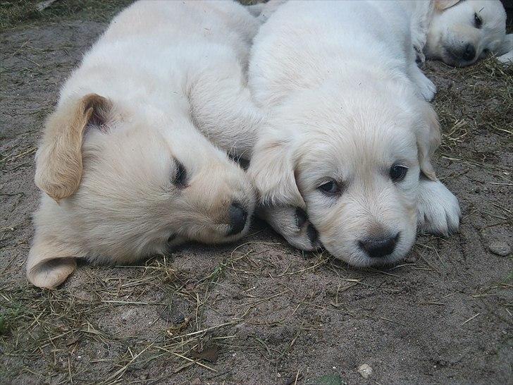 Golden retriever krumme billede 12