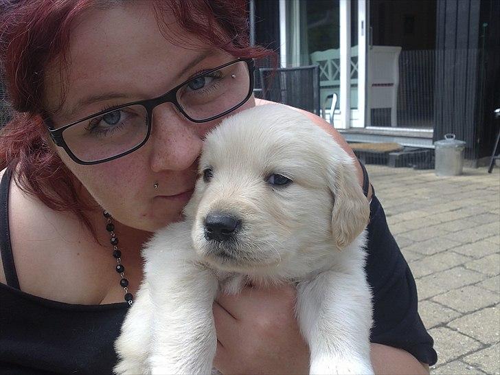 Golden retriever krumme billede 9