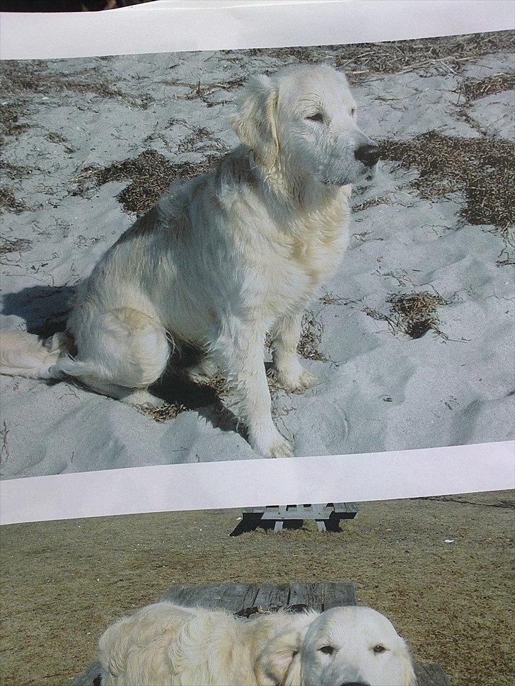 Golden retriever krumme billede 15