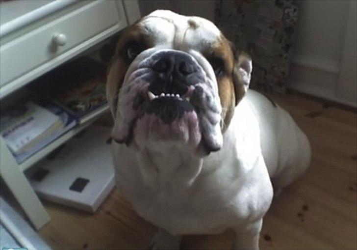 Engelsk bulldog basse bebbe bengtsson billede 1