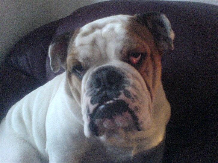 Engelsk bulldog basse bebbe bengtsson billede 3