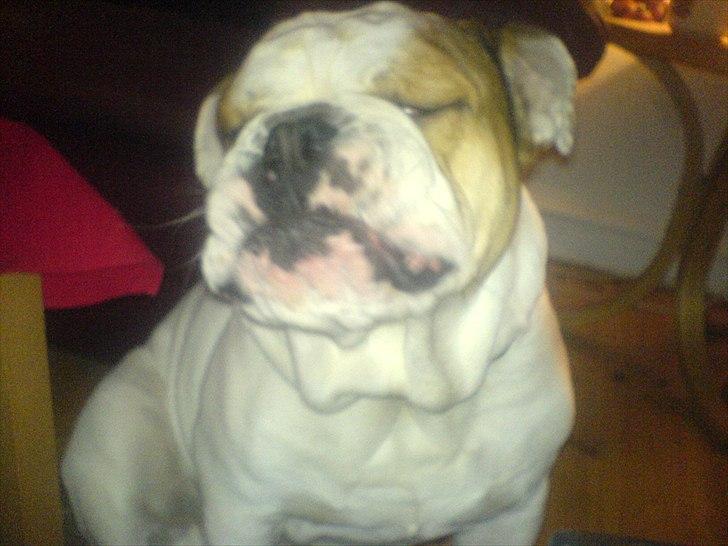 Engelsk bulldog basse bebbe bengtsson billede 4