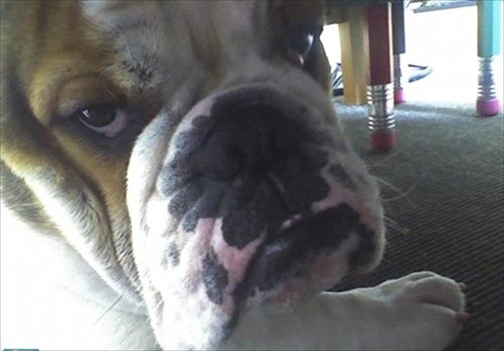 Engelsk bulldog basse bebbe bengtsson billede 5