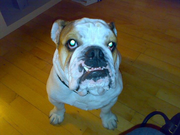 Engelsk bulldog basse bebbe bengtsson billede 6