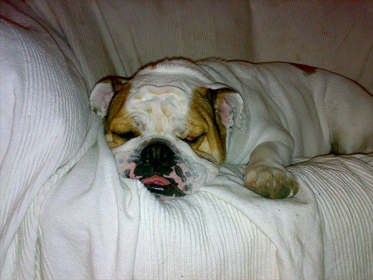 Engelsk bulldog basse bebbe bengtsson billede 7