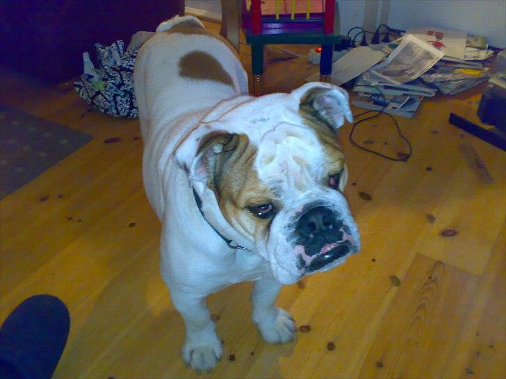 Engelsk bulldog basse bebbe bengtsson billede 8