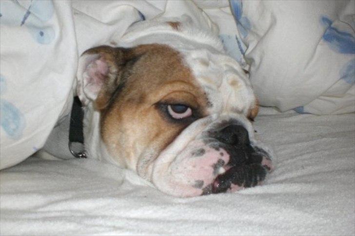 Engelsk bulldog basse bebbe bengtsson billede 9