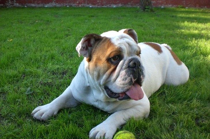 Engelsk bulldog basse bebbe bengtsson billede 2