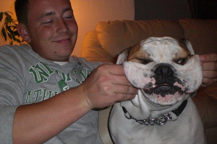 Engelsk bulldog basse bebbe bengtsson billede 10