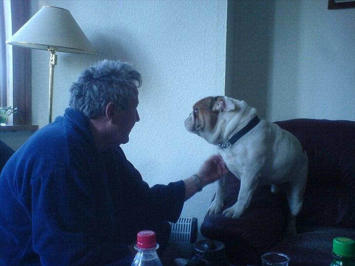 Engelsk bulldog basse bebbe bengtsson billede 11