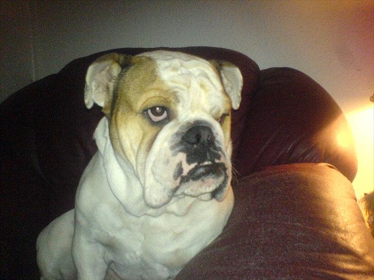 Engelsk bulldog basse bebbe bengtsson billede 12