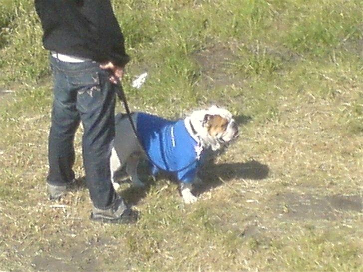 Engelsk bulldog basse bebbe bengtsson - basse iført team trøjen TEAM BENGTSSON til det årlig motor cross løb  billede 13