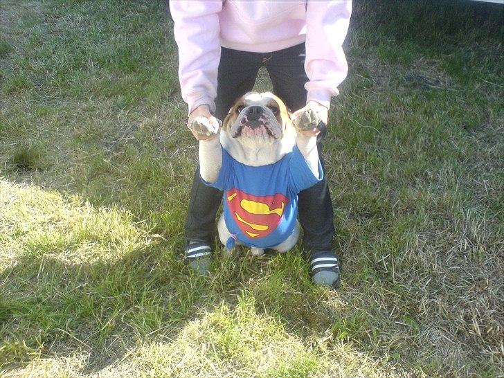 Engelsk bulldog basse bebbe bengtsson - basse iført team trøjen TEAM BENGTSSON til det årlig motor cross løb  billede 14