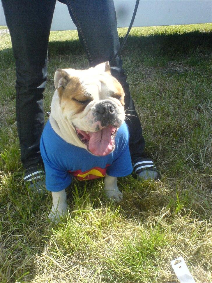 Engelsk bulldog basse bebbe bengtsson - basse iført team trøjen TEAM BENGTSSON til det årlig motor cross løb  billede 15