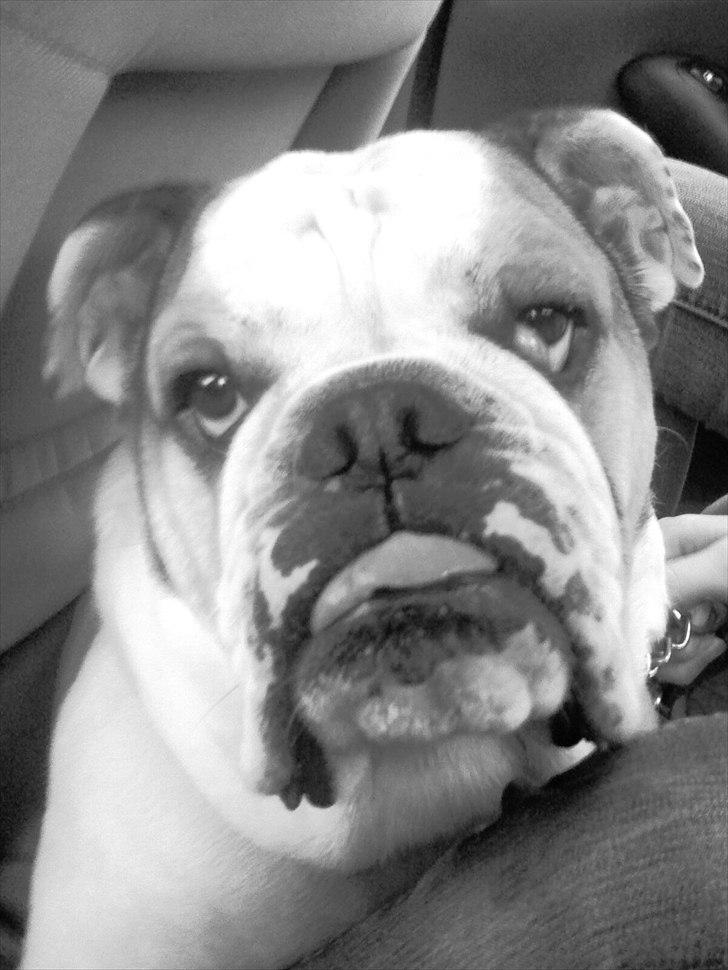 Engelsk bulldog basse bebbe bengtsson billede 16