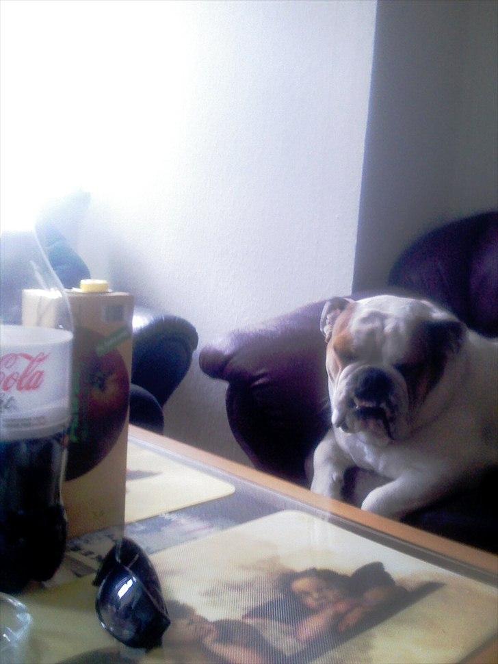 Engelsk bulldog basse bebbe bengtsson billede 17