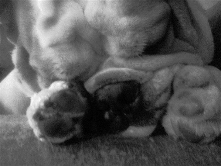 Engelsk bulldog basse bebbe bengtsson billede 18