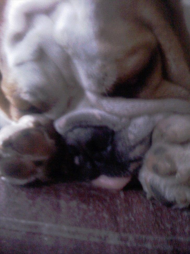 Engelsk bulldog basse bebbe bengtsson billede 19