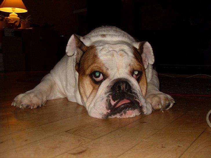 Engelsk bulldog basse bebbe bengtsson billede 20