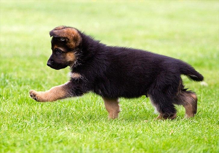 Schæferhund Hamsel's Pique  ( Santo ) - Spadsere ..kan han  billede 19