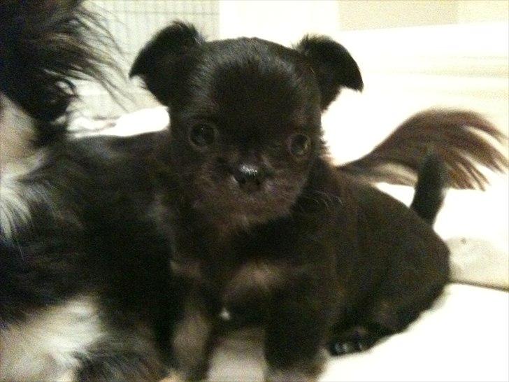 Chihuahua manfred - der var han lille. billede 1