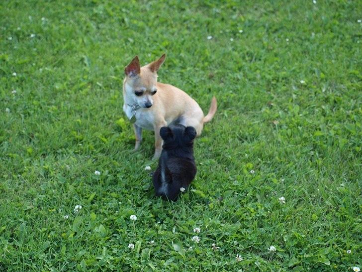 Chihuahua manfred - her leger han med sin ven ( Mika ) men hun er lidt bange for ham endnu. Det gik dog hurtigt over... billede 3