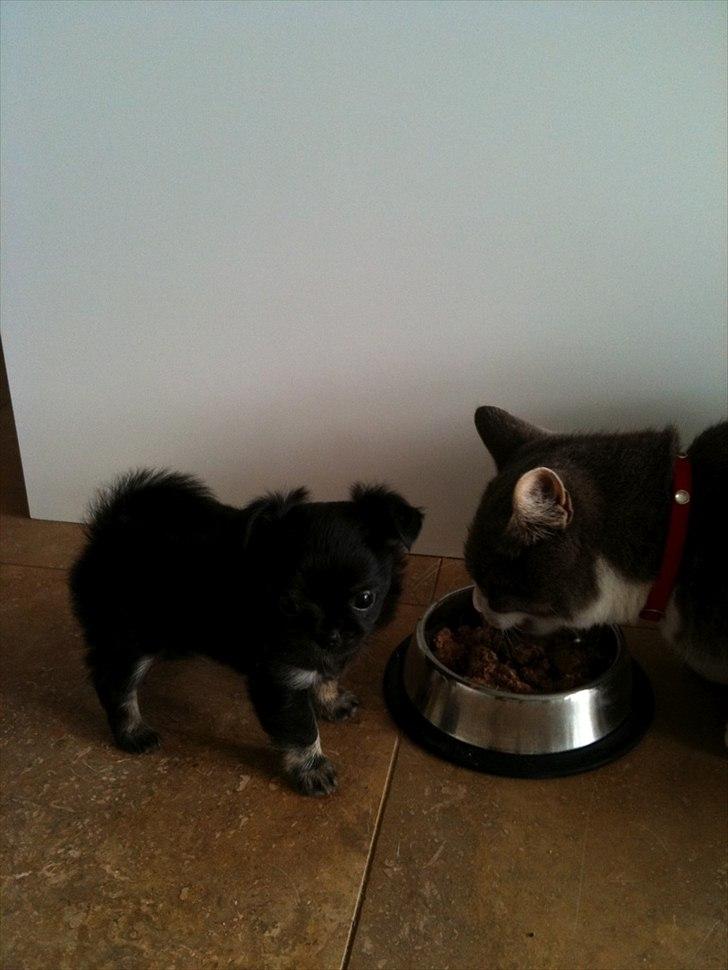 Chihuahua manfred - Katten deler gerne, når han spiser DIN mad....  billede 2