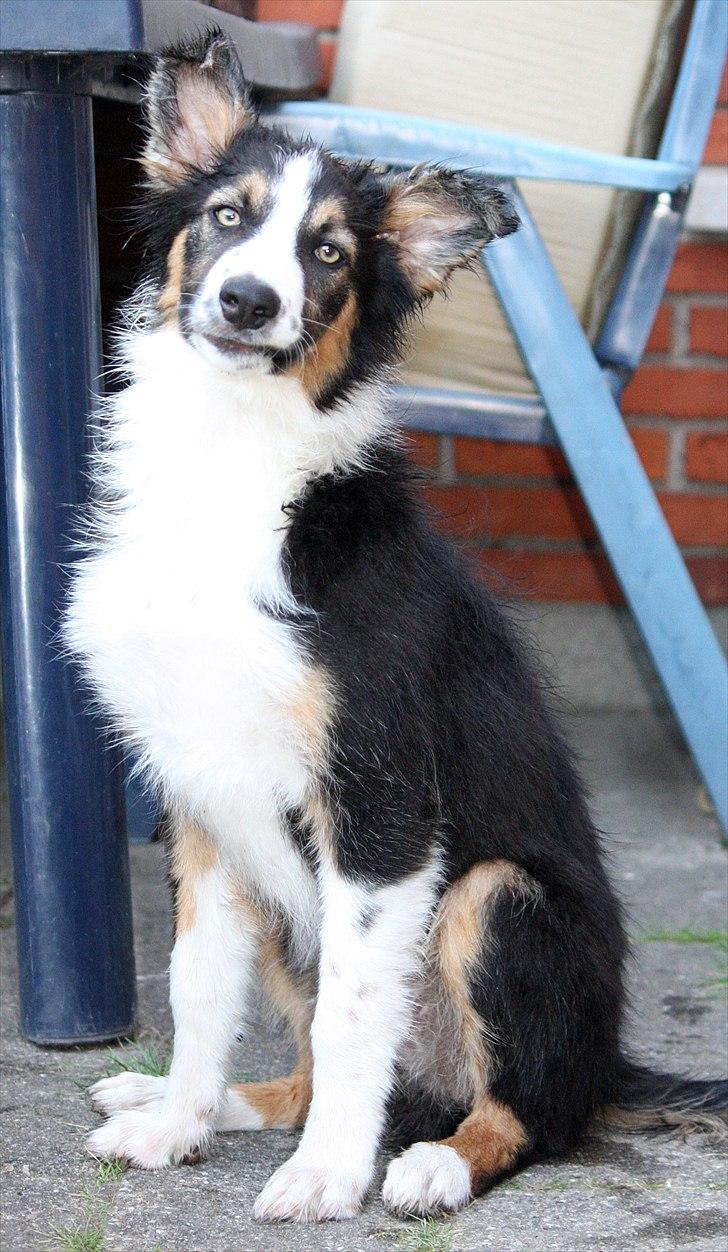 Border collie Jett R.I.P - jeg er lige blev vasket, øv øv billede 42