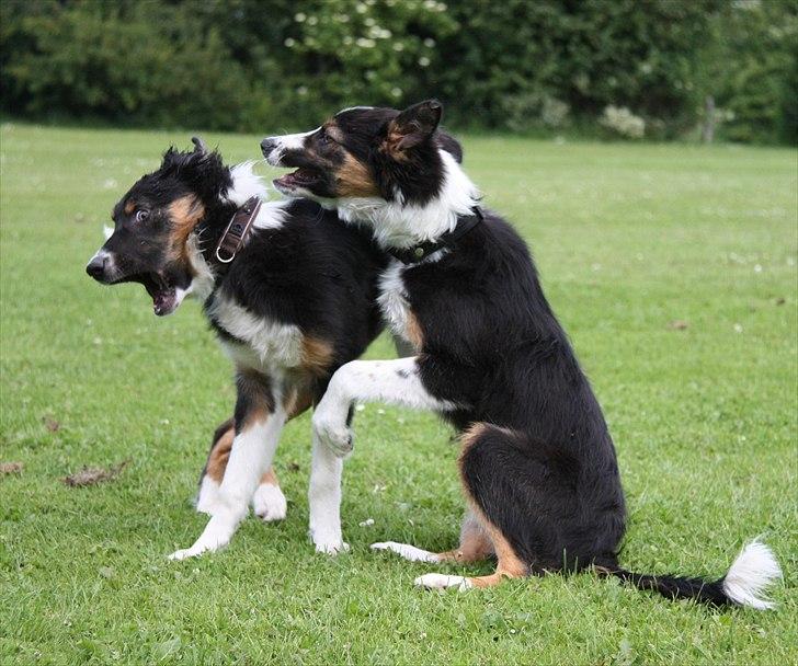 Border collie Jett R.I.P - min bror Zweep og jeg,  billede 43