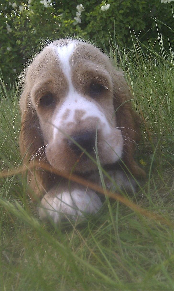 Cocker spaniel Bacio - Velkommen til min profil - er jeg ikke dejlig? :D billede 1