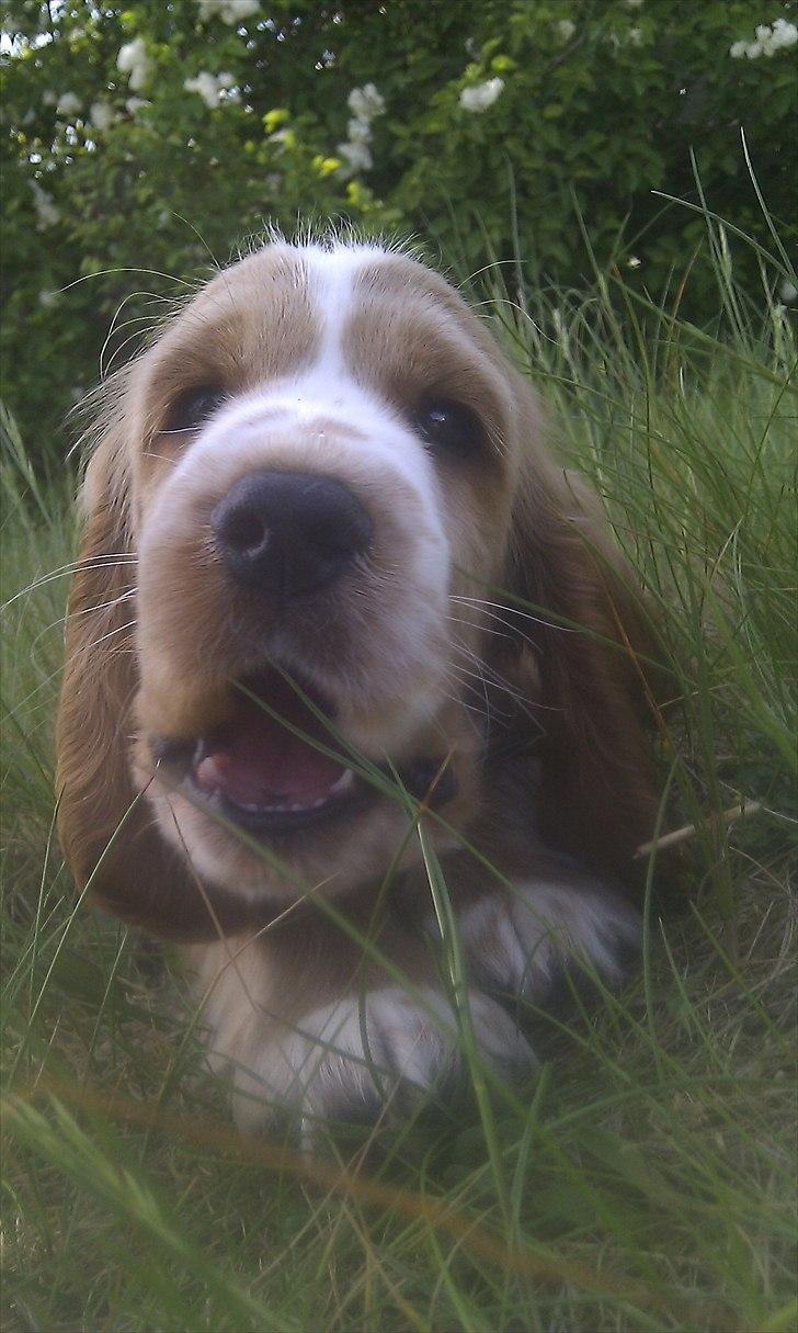 Cocker spaniel Bacio - Charmør ;-) billede 3