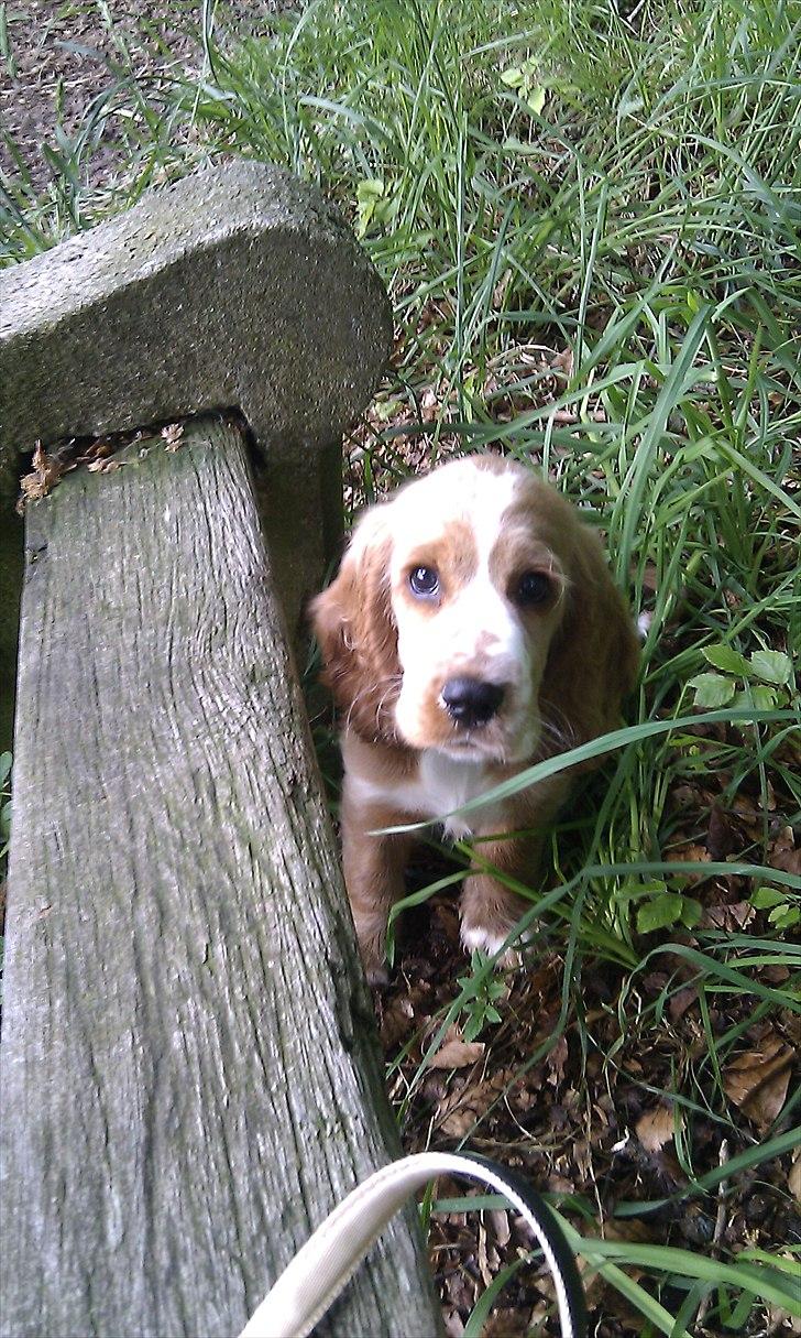 Cocker spaniel Bacio billede 4