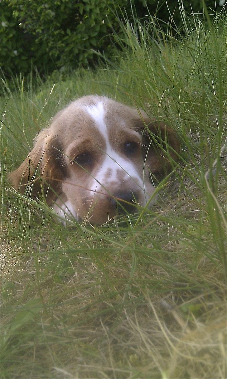 Cocker spaniel Bacio billede 6