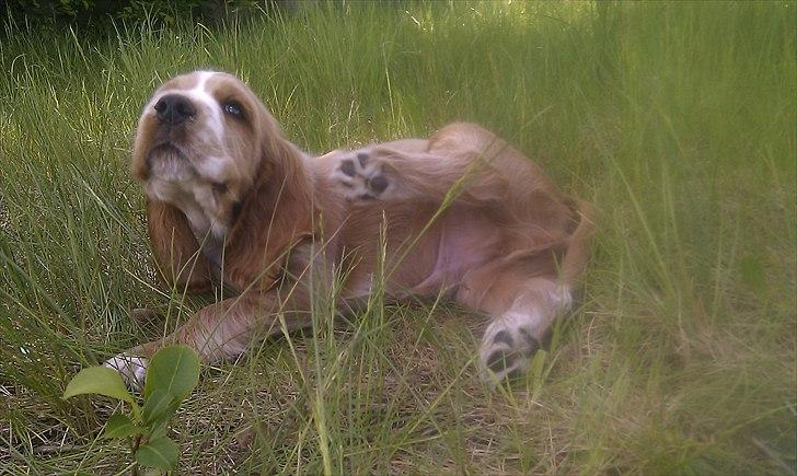 Cocker spaniel Bacio - Årh, det klør! billede 10