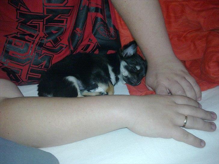 Chihuahua Charlie billede 17