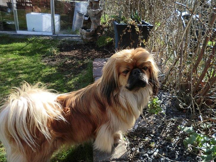 Pekingeser Charlie - Himmelhund 2020 billede 20