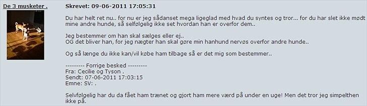 Chihuahua | Bob - Close-Up! HG gør åbenbart billedet for småt :( billede 15