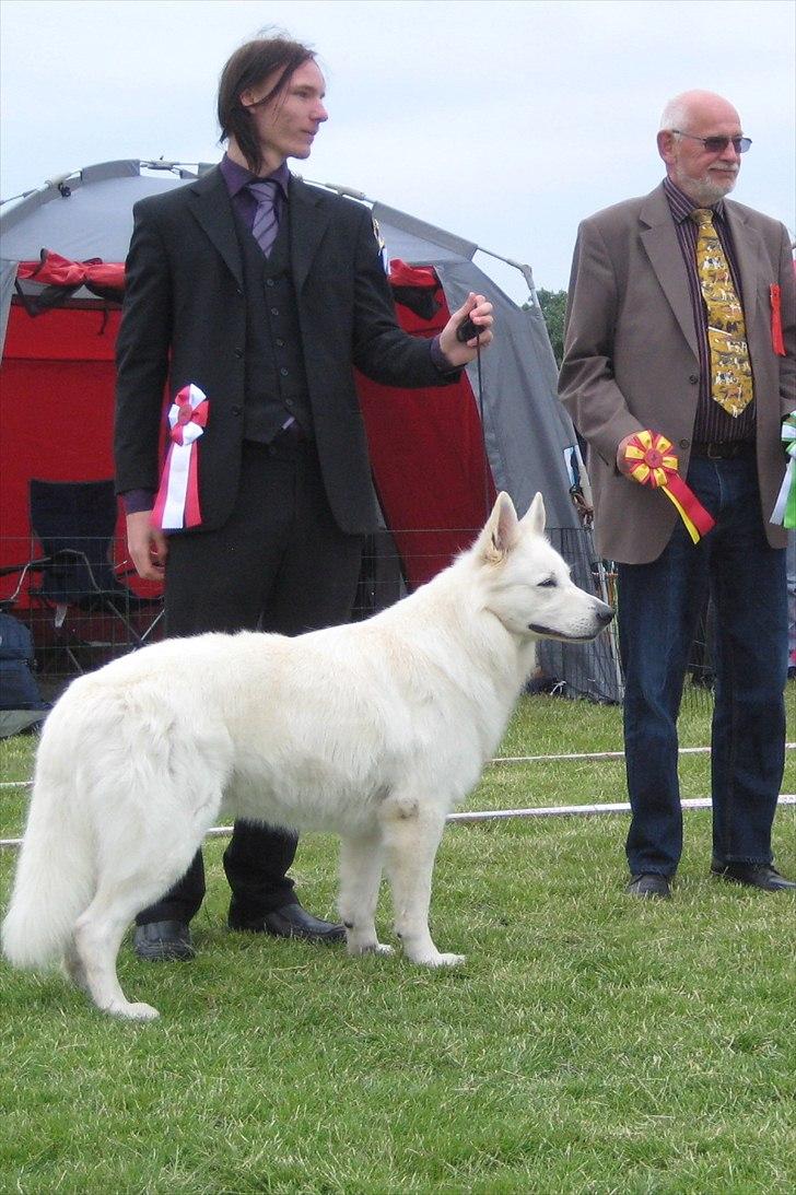 Hvid Schweizisk Hyrdehund Horsebo Vi2 - Horsebo Vi2 : Excelent, Ck, Cacib, BIR andKøbenhavnsVinder 2011
 billede 16