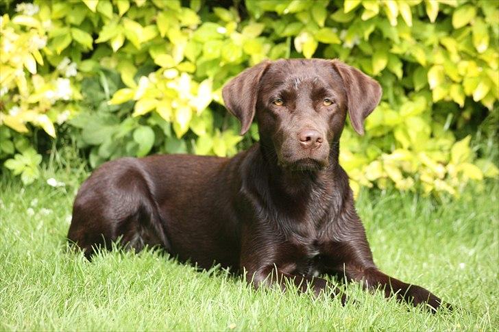 Labrador retriever Nuca - Sommerhunden Nuca billede 10